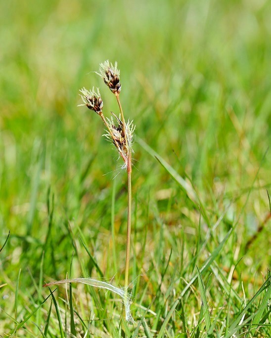 We undertake an annual survey of plants in the churchyard. Here Good Friday grass is in flower.